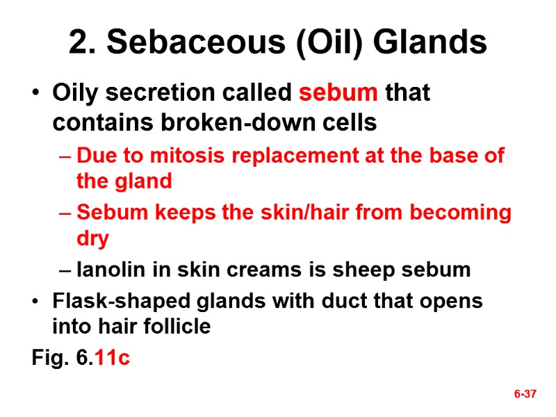 6-37 6-37 2. Sebaceous (Oil) Glands Oily secretion called sebum that contains broken-down cells